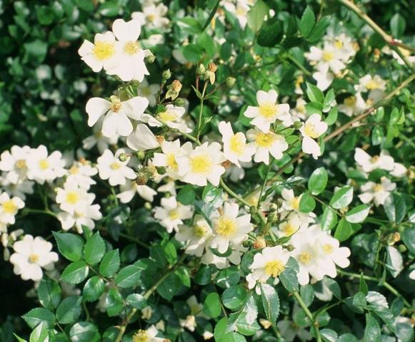 Ground cover roses: winter-hardy varieties + photo