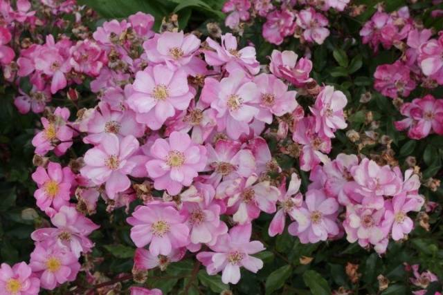 Ground cover roses: winter-hardy varieties + photo