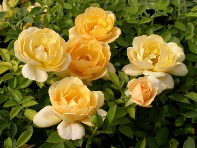 Ground cover roses: winter-hardy varieties + photo