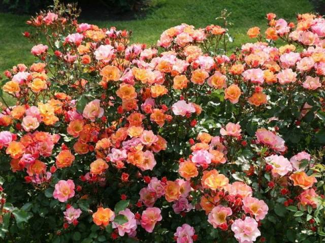 Ground cover roses: winter-hardy varieties + photo