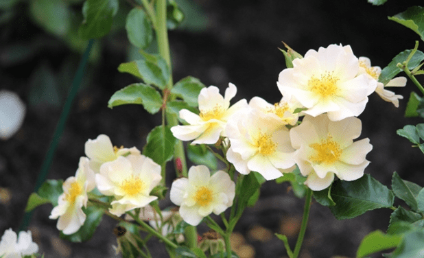 Ground cover roses: winter-hardy varieties + photo