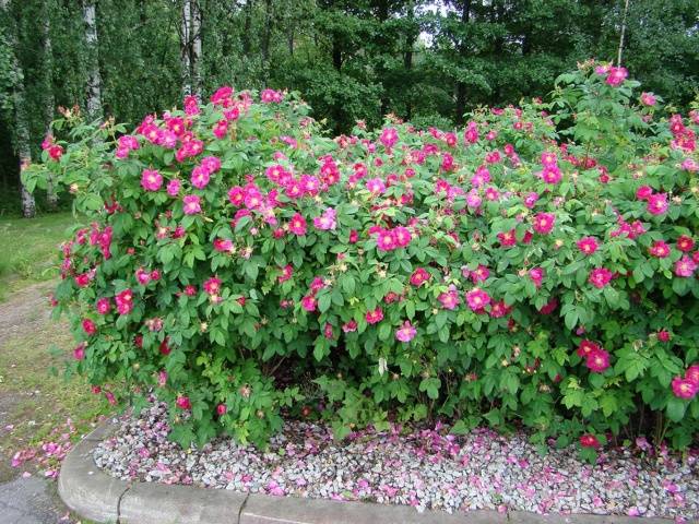 Ground cover roses: winter-hardy varieties + photo