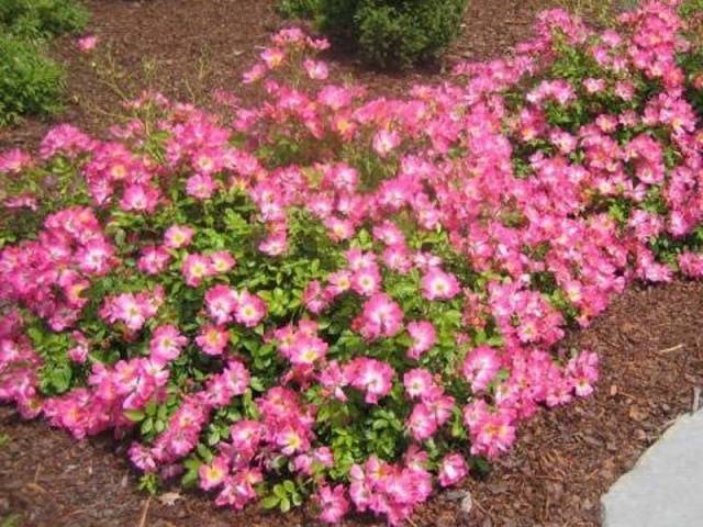 Ground cover roses: winter-hardy varieties + photo