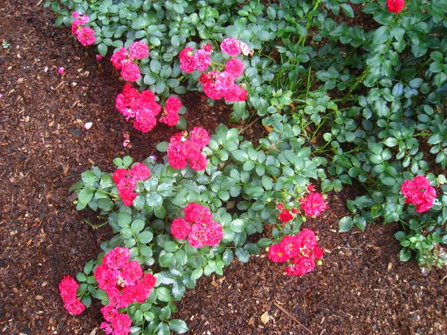 Ground cover roses: winter-hardy varieties + photo