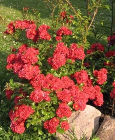 Ground cover roses: winter-hardy varieties + photo