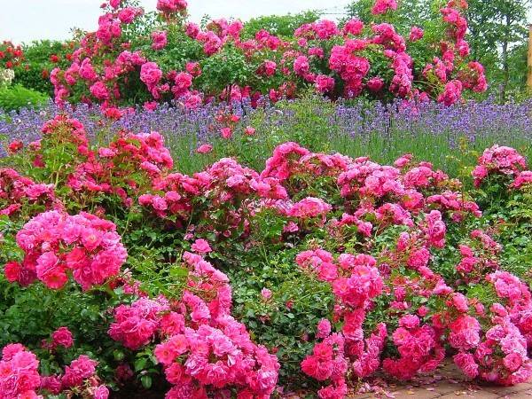 Ground cover roses: winter-hardy varieties + photo