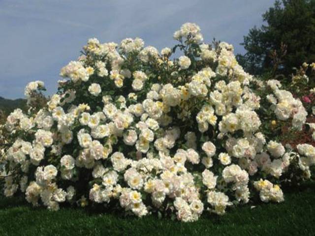 Ground cover roses: winter-hardy varieties + photo