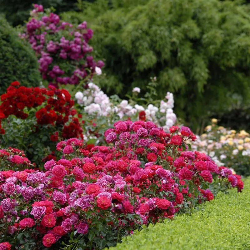 Ground cover roses: winter-hardy varieties + photo