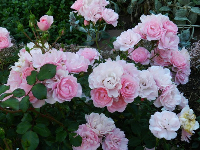 Groundcover floribunda rose Bonica 82 (Bonica 82): overview, planting and care