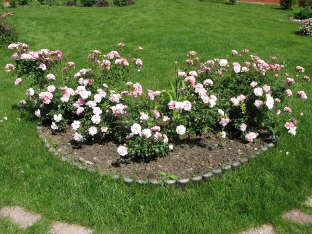 Groundcover floribunda rose Bonica 82 (Bonica 82): overview, planting and care