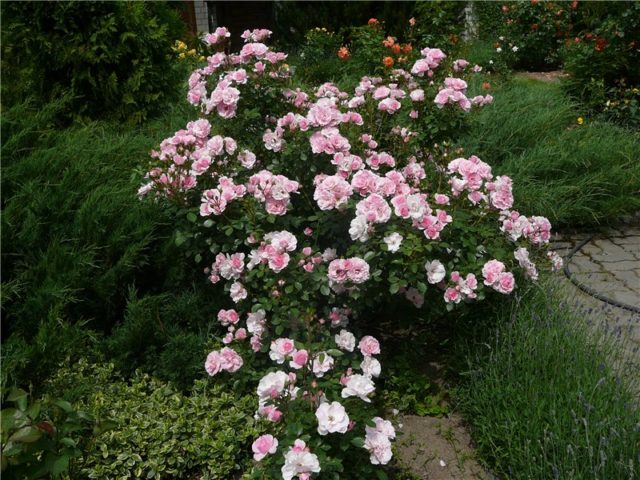 Groundcover floribunda rose Bonica 82 (Bonica 82): overview, planting and care