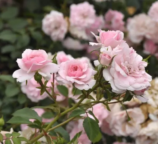 Groundcover floribunda rose Bonica 82 (Bonica 82): overview, planting and care