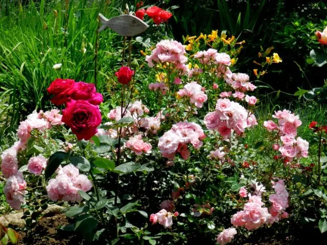 Groundcover floribunda rose Bonica 82 (Bonica 82): overview, planting and care