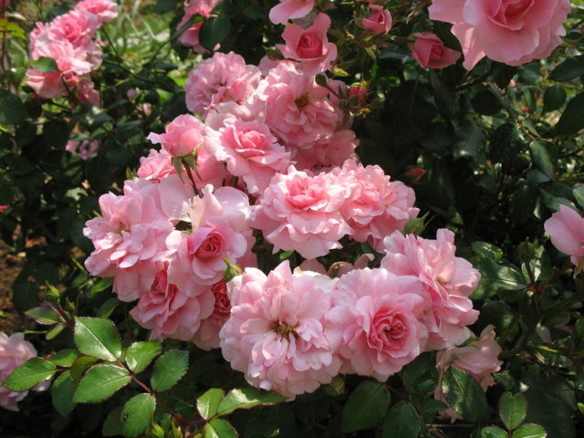 Groundcover floribunda rose Bonica 82 (Bonica 82): overview, planting and care