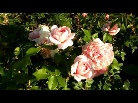 Groundcover floribunda rose Bonica 82 (Bonica 82): overview, planting and care