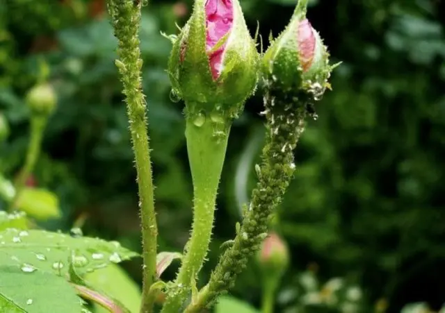 Groundcover floribunda rose Bonica 82 (Bonica 82): overview, planting and care