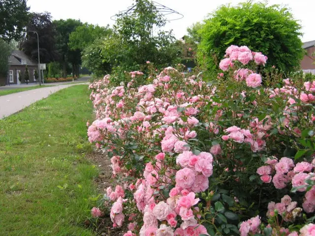 Groundcover floribunda rose Bonica 82 (Bonica 82): overview, planting and care