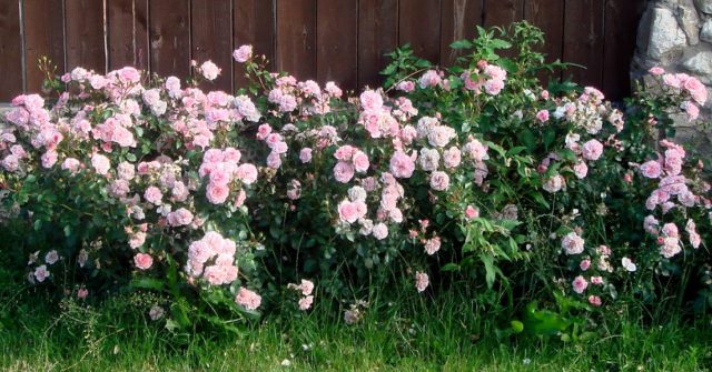 Groundcover floribunda rose Bonica 82 (Bonica 82): overview, planting and care