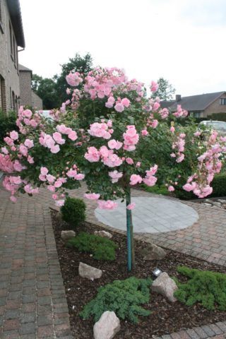 Groundcover floribunda rose Bonica 82 (Bonica 82): overview, planting and care