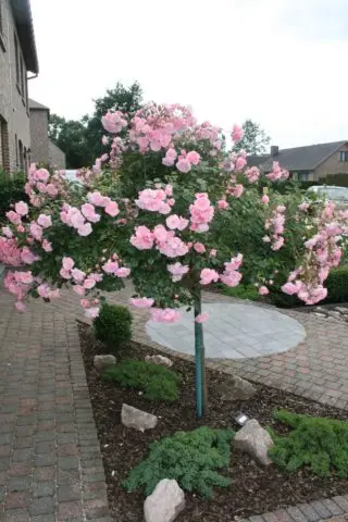 Groundcover floribunda rose Bonica 82 (Bonica 82): overview, planting and care