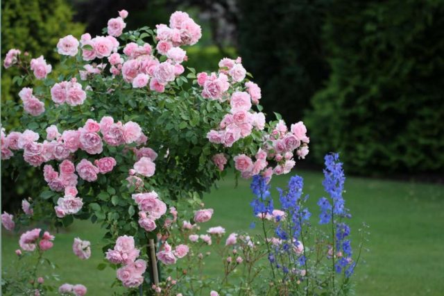 Groundcover floribunda rose Bonica 82 (Bonica 82): overview, planting and care