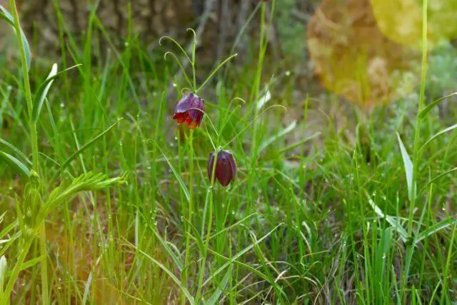 Grouse : description and photo of the plant