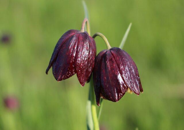 Grouse : description and photo of the plant