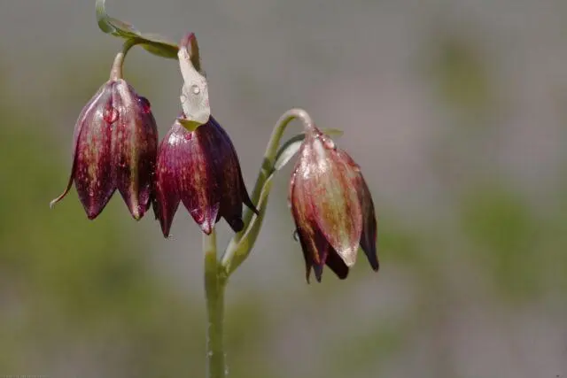 Grouse : description and photo of the plant