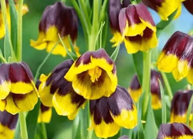 Grouse (fritillaria) Persian: when to plant, description and photo