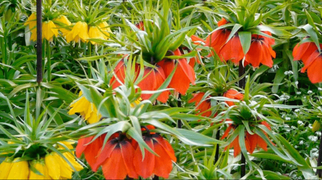 Grouse (fritillaria) Persian: when to plant, description and photo