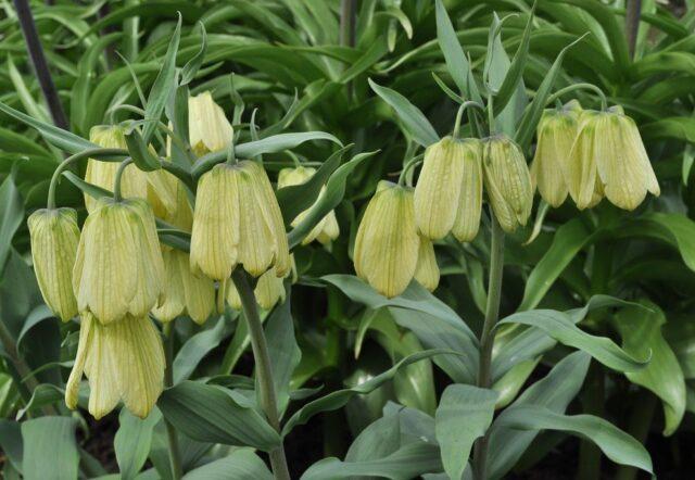 Grouse (fritillaria) Persian: when to plant, description and photo