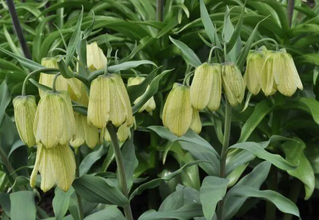 Grouse (fritillaria) Persian: when to plant, description and photo