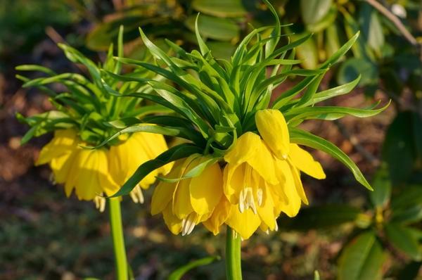 Grouse (fritillaria) Persian: when to plant, description and photo