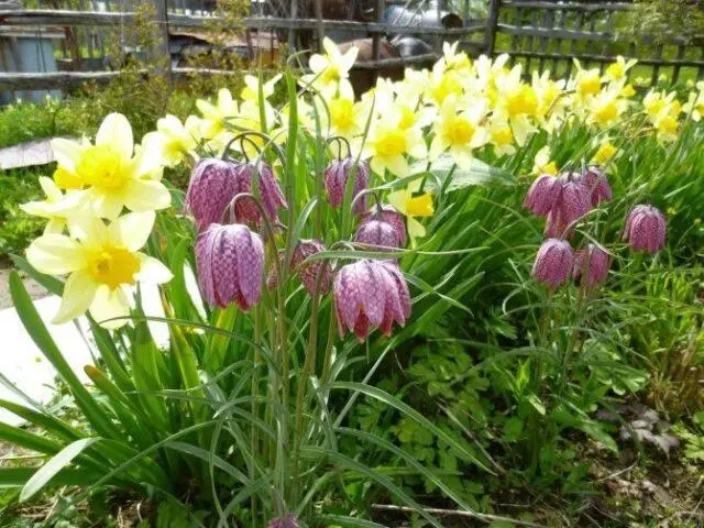 Grouse (fritillaria) Persian: when to plant, description and photo