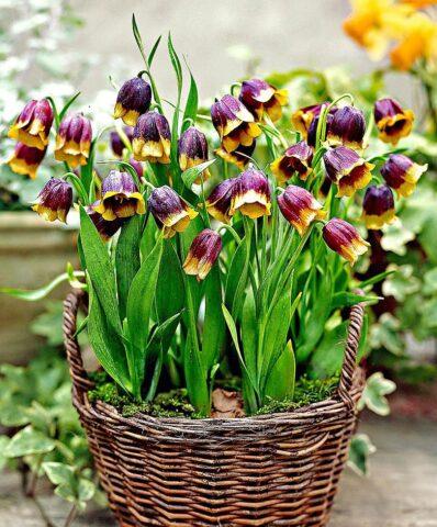 Grouse (fritillaria) Persian: when to plant, description and photo