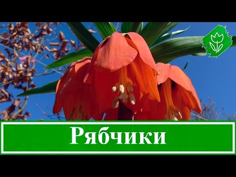 Grouse (fritillaria) Persian: when to plant, description and photo