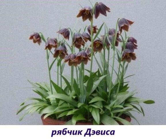 Grouse (fritillaria) Persian: when to plant, description and photo