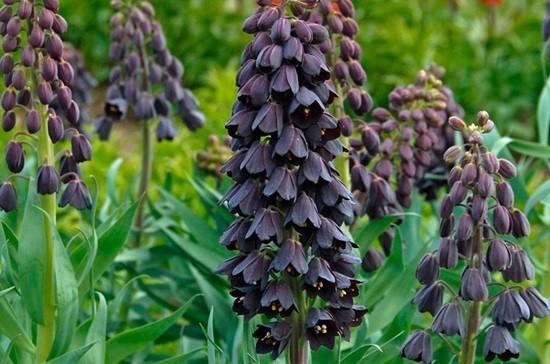 Grouse (fritillaria) Persian: when to plant, description and photo