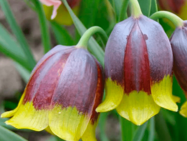 Grouse (fritillaria) Persian: when to plant, description and photo