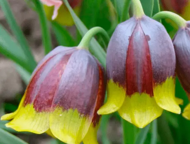 Grouse (fritillaria) Persian: when to plant, description and photo