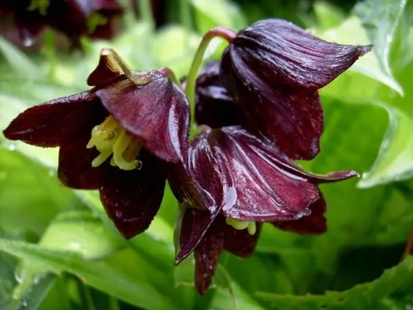 Grouse (fritillaria) Persian: when to plant, description and photo