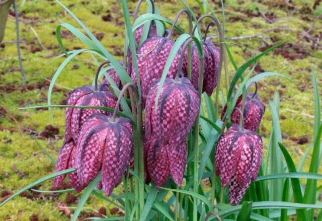 Grouse (fritillaria) Persian: when to plant, description and photo