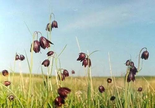 Grouse (fritillaria) Persian: when to plant, description and photo