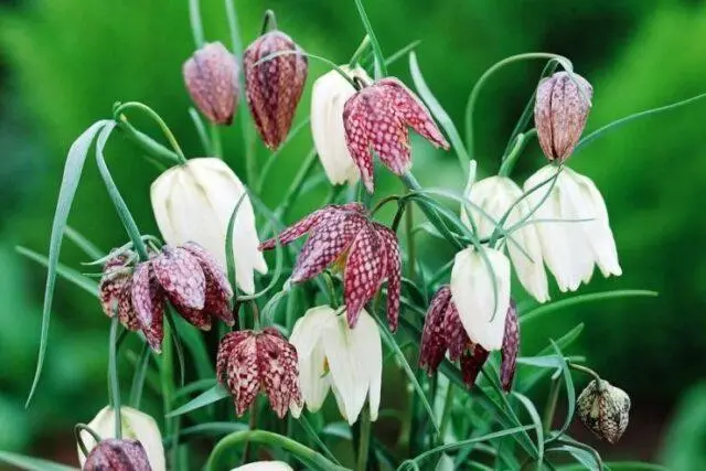 Grouse (fritillaria) Persian: when to plant, description and photo