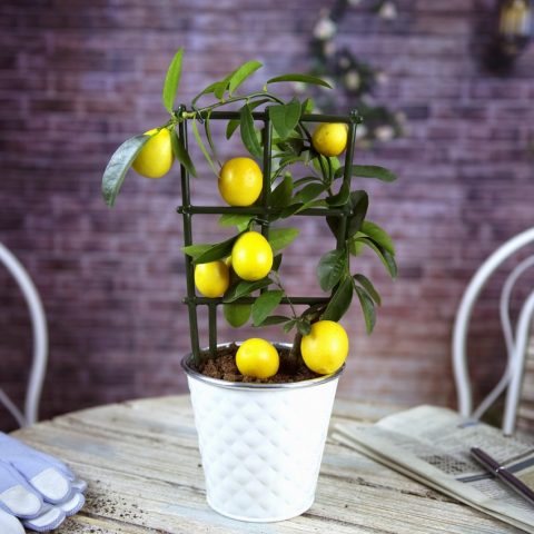 Growing a lemon (lemon tree) from a seed at home