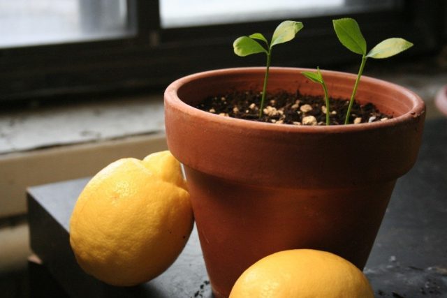 Growing a lemon (lemon tree) from a seed at home