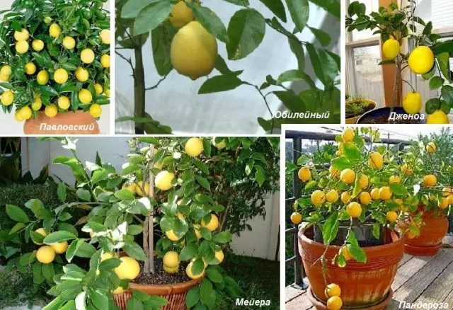 Growing a lemon (lemon tree) from a seed at home