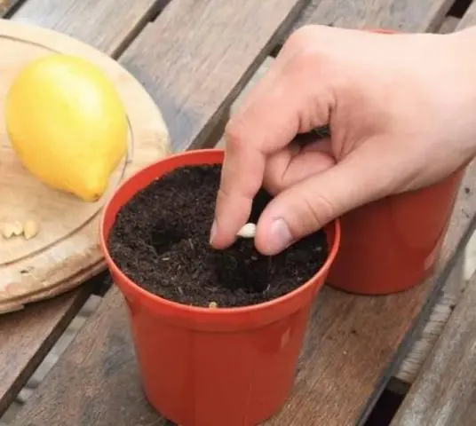 Growing a lemon (lemon tree) from a seed at home