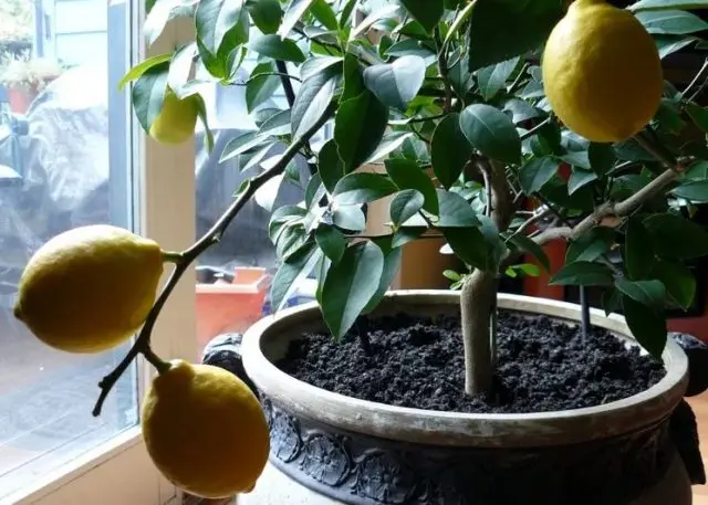 Growing a lemon (lemon tree) from a seed at home