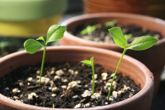 Growing a lemon (lemon tree) from a seed at home